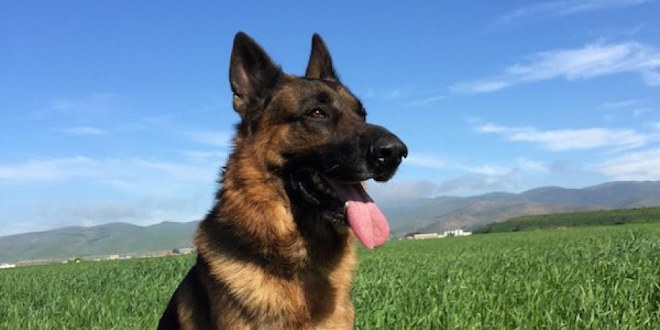 Photo of a German Shepherd sitting on grass