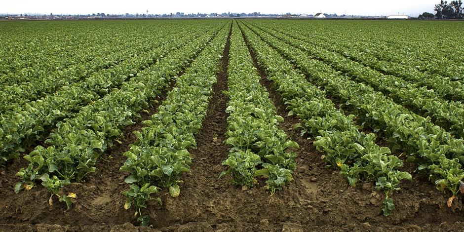 Field of Green Leafy Crop with dark soil between rows
