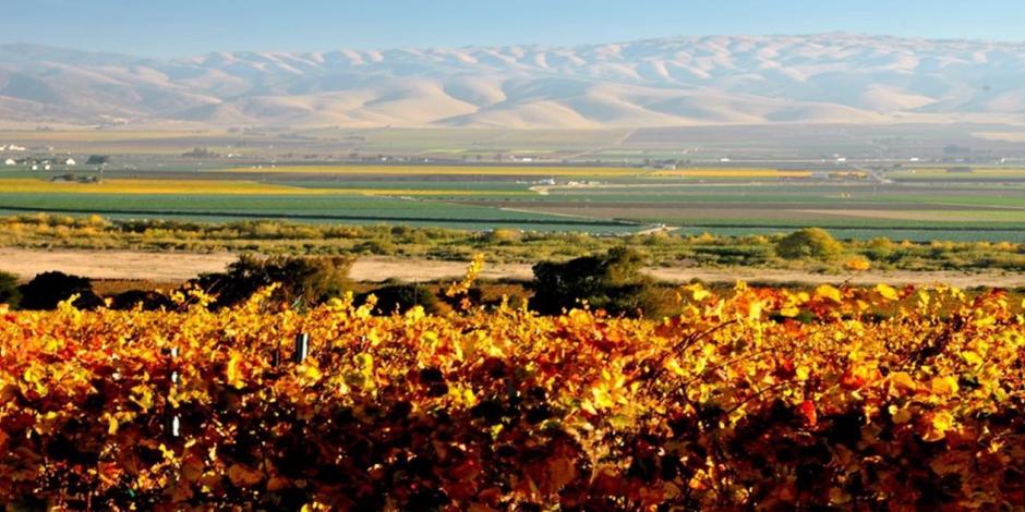 Overview of vineyard in fall colors - looking over Salinas Valley near Gonzales