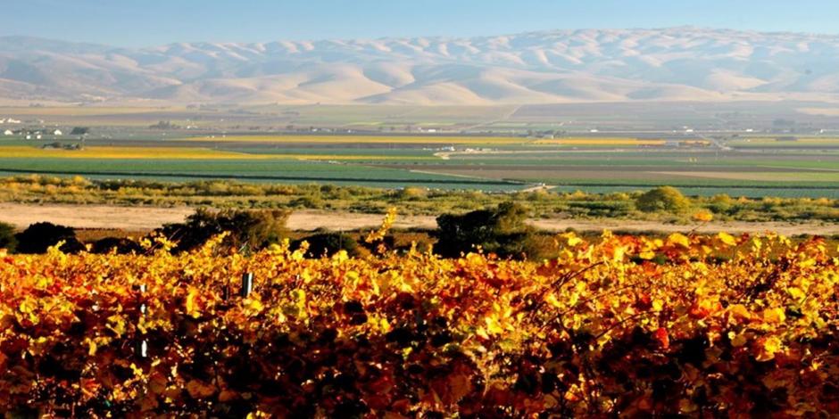 Overview of vineyard in fall colors - looking over Salinas Valley near Gonzales 