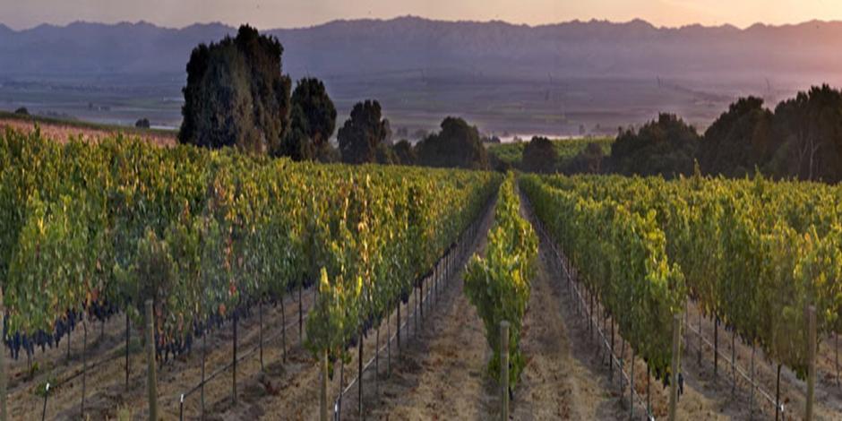 Alarid Vineyard Panorama at dusk