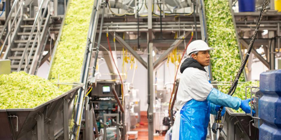 Armando Martinez works the line processing lettuce at Taylor Farms.