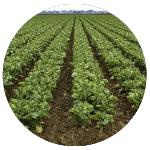 Gonzales Business Development