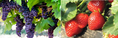 Grapes on the vine and strawberries on the plant