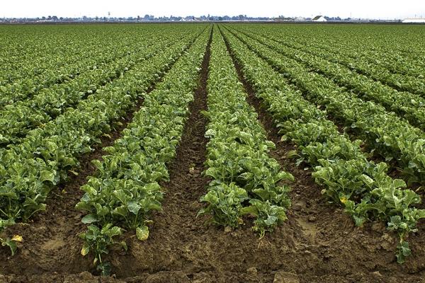 Field of Green Leafy Crop with dark soil between rows